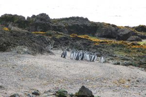 Condenan brutal matanza de pingüinos en isla de la región de Los Lagos