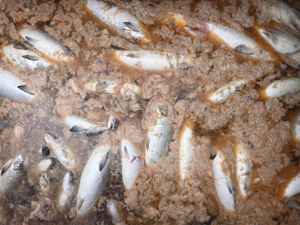 Los Lagos: Se registra nuevo evento de mortalidad masiva de salmones