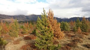 Plantaciones forestales (primera parte): ¿La marea verde que amenaza Aysén?