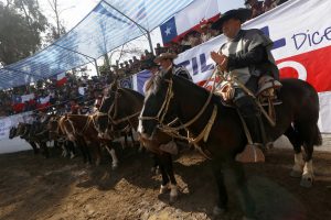 REDES| Rotundo rechazo a propuesta UDI para instaurar Día Nacional del Rodeo: "La necesidad de torturar es parte de su ADN"