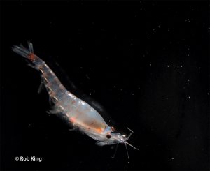 Cambio Climático podría causar importante descenso en el hábitat del krill antártico para el 2100
