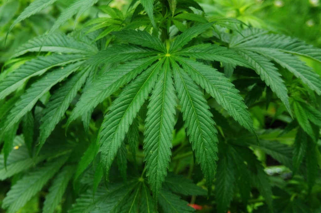ONU reconoce propiedades medicinales de la cannabis: Deja de clasificarla como una de las drogas más peligrosas
