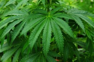 Marihuana medicinal: Un breve repaso
