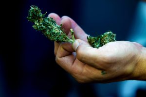 Empiezan las entregas de marihuana a domicilio en Vancouver
