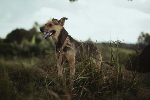 Dueños de mascotas en alerta: Denuncian masivo envenenamiento de perros en el Cerro Manquehue