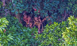 FOTOS| Vuelo de fotógrafo brasileño se desvió y por accidente descubrió una tribu amazónica jamás contactada