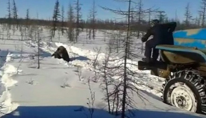 VIDEO| El atropello deliberado a un oso que ha conmocionado y causado indignación nacional en Rusia