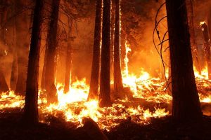 #LaFaunaEstáQueArde: La campaña que busca concientizar acerca de la responsabilidad de la gente sobre los incendios forestales