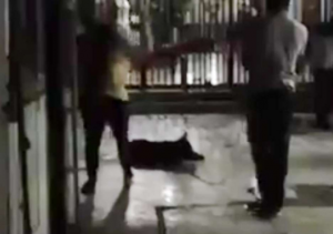 VIDEO| Hombre que golpeó a perro Cholito se defiende: "El perrito no está muerto"