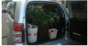 Incautan 15 plantas de marihuana desde casa de vicepresidente de Fundación Daya