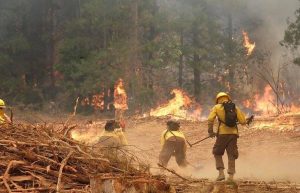 VIDEO| Documental muestra la relación entre los mega incendios y la industria forestal con sus monocultivos