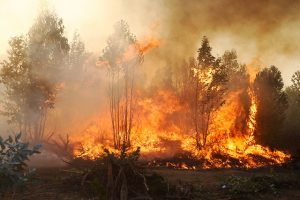 Detienen a seis trabajadores de CGE sospechosos de reactivar incendio forestal en Navidad