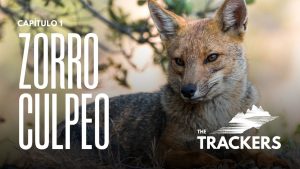 VIDEO| La webserie que busca generar conciencia sobre la importancia de proteger las especies nativas de Chile