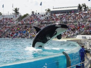 No más cautiverio: Muere Tilikum, la orca más famosa del mundo tras 25 años confinada en SeaWorld