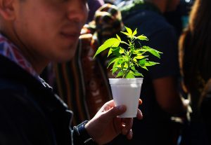 Nuevo director del Senda: "La marihuana definitivamente no es la puerta de entrada a otras drogas"