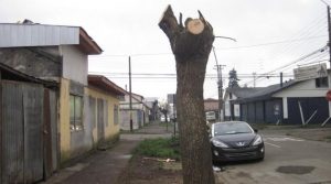 Defensa del árbol urbano