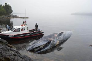 Expertos llaman a mayor responsabilidad de embarcaciones tras hallazgo de ballena azul varada en Melimoyu