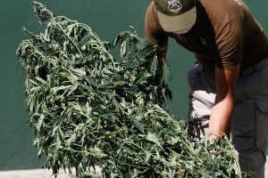 Detuvieron a dos adultas mayores por mantener un cultivo de cannabis en Penco