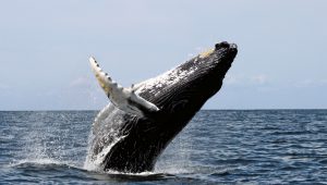 Polémica en Japón: Asesinan a 333 ballenas en campaña para supuesta investigación en el Oceano Antártico