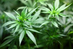 Canadá legalizará uso recreativo de marihuana en 2018
