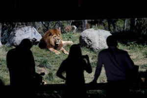 Plataforma "Frente Amplio por los Animales" propone reconversión de los zoológicos