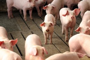 Freirina II: Demandan planta faenadora de cerdos en El Arbolillo en San Javier