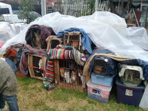 "Nos quedamos sin hogar": Realizan jornada de adopción para ayudar a anciana que fue desalojada junto a sus 24 gatos