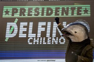 "Vota Delfín Chileno": La curiosa campaña de Greenpeace para incluir propuestas medioambientales en campaña presidencial