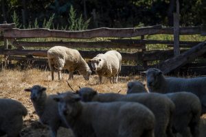 Crónicas militantes rurales (10): ¿Cuánto cuesta una oveja?
