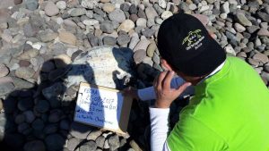 Hallazgo de tortugas decapitadas en Arica preocupa a organizaciones de protección y conservación