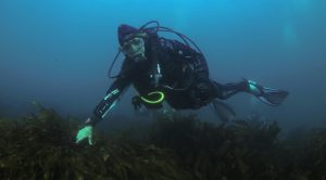Sylvia Earle: La oceanógrafa anti Dominga que estará en el Congreso del Futuro