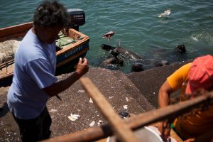 Pescadores de Arica indignados con el gobierno por bajas cuotas de pesca: "Protegen los intereses de las 7 familias"