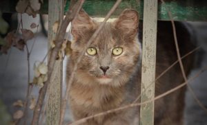 "Respeto y convivencia": Invitan a exposición de fotografías de animales comunitarios en la Casa de la Gata Horacia