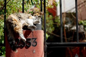 Justicia declaró admisible querella de Las Condes por gata preñada que fue asesinada a palos en Unimarc