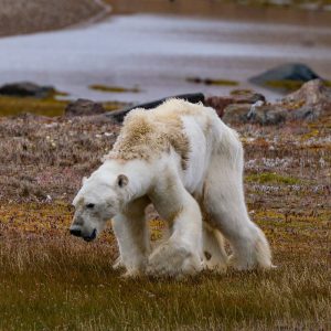 La triste agonía de un oso polar hambriento que muestra las consecuencias del cambio climático