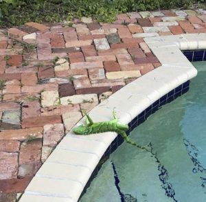 Iguanas congeladas: Temperaturas de hasta 40 grados bajo cero afectan sectores del sur de Florida