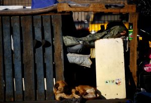 Mujer instaló casa para perros callejeros y municipio la multó