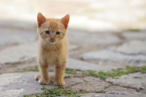 Master Cat se querella por adulteración de sus alimentos ante denuncias de gatos intoxicados