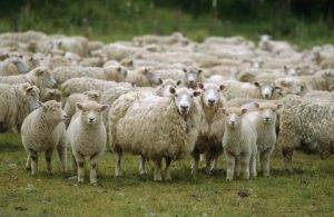 Sodalicio de Vida Cristiana: Pastores con piel de oveja
