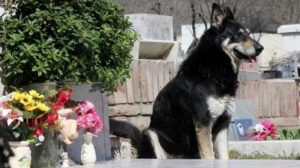 Murió "Capitán", el perro que vivió por 11 años junto a la tumba de su dueño