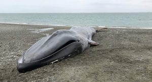 REDES| "Al rescate de lo peor de lo nuestro": Critican rayados y fotos sobre ballena azul varada en Punta Arenas