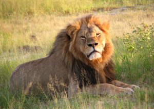 Cazador ilegal fue devorado por una manada de leones en Sudáfrica