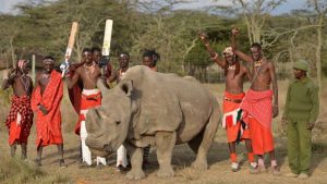 Muere el último rinoceronte blanco macho que quedaba en el mundo