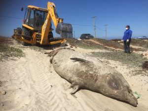 Varan dos nuevos cetáceos en la costa de la provincia de San Antonio