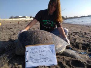 Van 70 desde 2017: Nuevo hallazgo de una decena de tortugas marinas decapitadas alerta a Arica