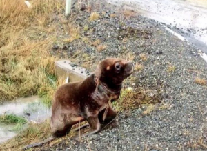 Lobito marino murió a causa de las heridas que le provocó el plástico en Puerto Natales