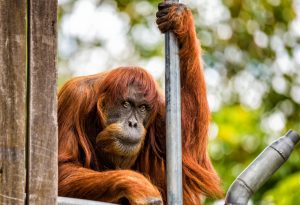 Tristeza mundial: Murió Puan, la orangután más vieja del mundo que vivía en un zoológico