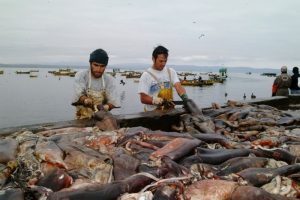 Pesca de arrastre de la jibia: Nadie cuestiona las cifras