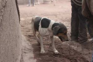 Fidelidad y tristeza: Perro ayudó a rescatistas de Guatemala a encontrar los cuerpos de sus dueños