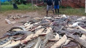 Cerca de 300 cocodrilos fueron masacrados por multitud que "vengaba" muerte de un hombre en Indonesia